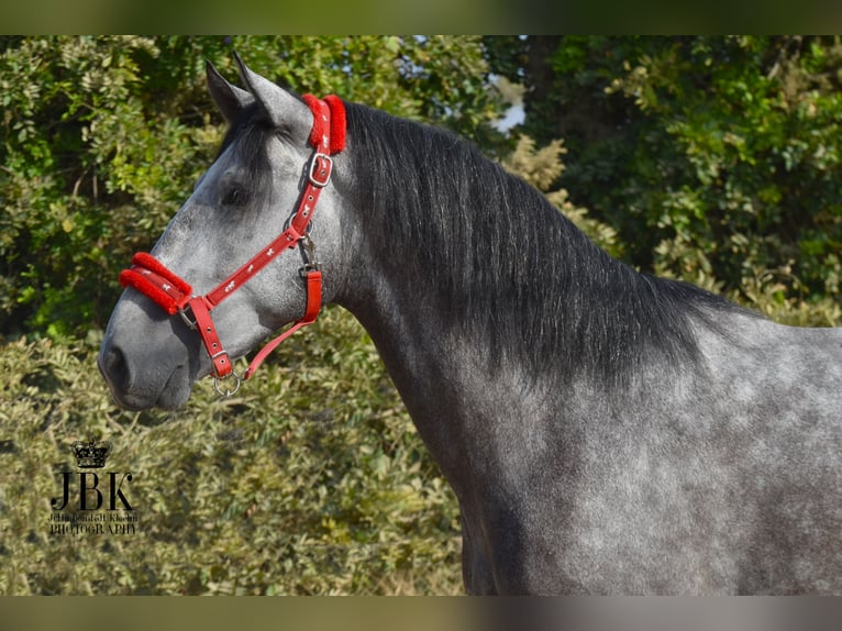 PRE Stallion 3 years 15,2 hh Gray in tabernas Almeria