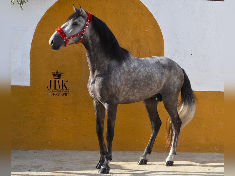 PRE Stallion 3 years 15,2 hh Gray in tabernas Almeria