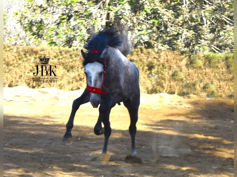 PRE Stallion 3 years 15,2 hh Gray in tabernas Almeria