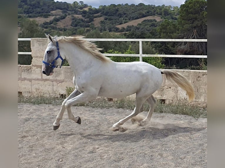 PRE Stallion 3 years 15,2 hh Gray in Palma de Mallorca
