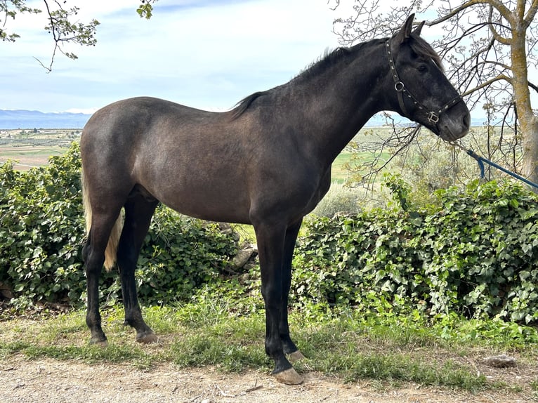 PRE Stallion 3 years 15,2 hh Gray in Baza