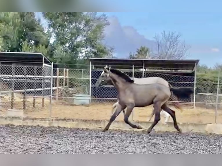 PRE Stallion 3 years 15,2 hh Gray in Palma de Mallorca