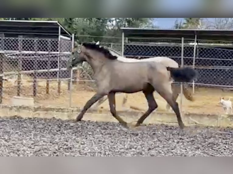 PRE Stallion 3 years 15,2 hh Gray in Palma de Mallorca