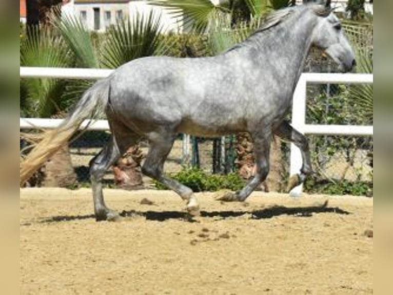 PRE Mix Stallion 3 years 15,2 hh Gray in Malaga