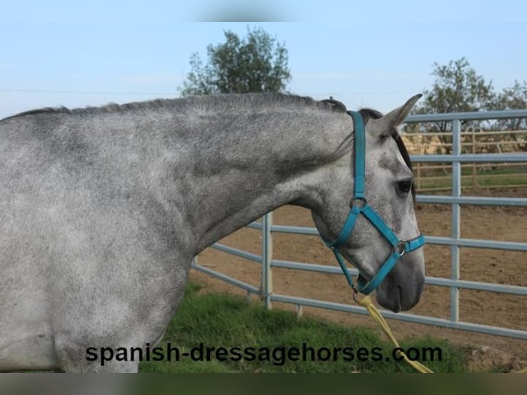 PRE Mix Stallion 3 years 15,2 hh Gray in Barcelona