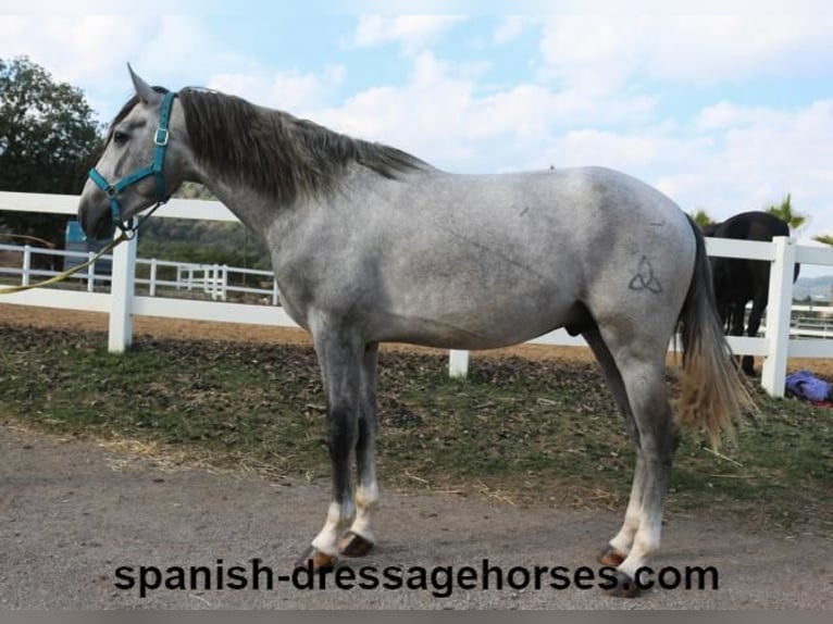 PRE Stallion 3 years 15,2 hh Gray in Barcelona