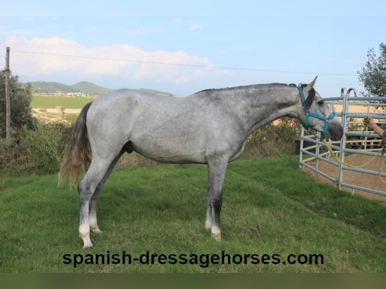 PRE Stallion 3 years 15,2 hh Gray in Barcelona