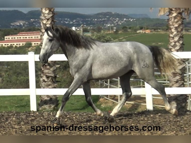 PRE Mix Stallion 3 years 15,2 hh Gray in Barcelona