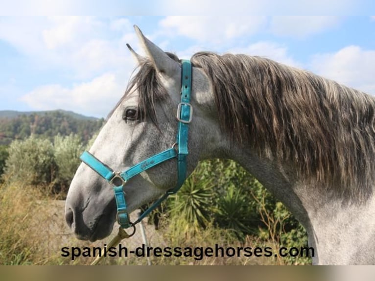 PRE Stallion 3 years 15,2 hh Gray in Barcelona