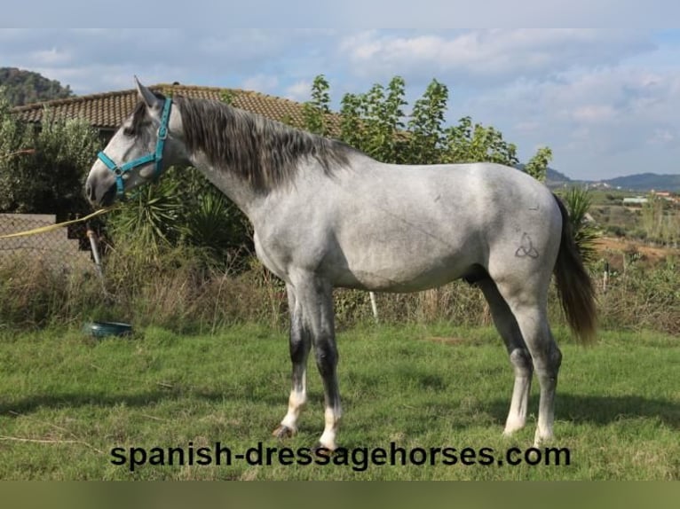 PRE Stallion 3 years 15,2 hh Gray in Barcelona