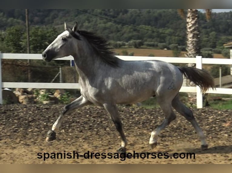 PRE Mix Stallion 3 years 15,2 hh Gray in Barcelona