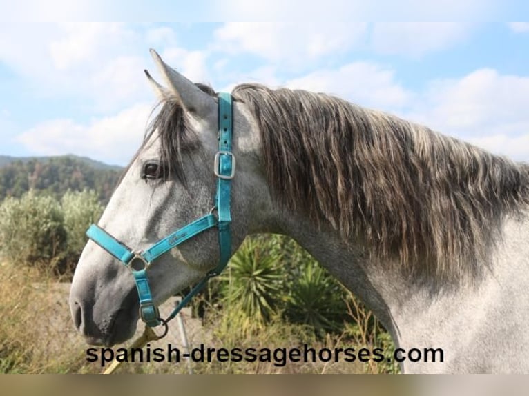 PRE Mix Stallion 3 years 15,2 hh Gray in Barcelona