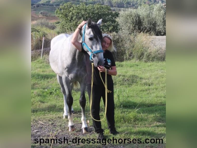 PRE Stallion 3 years 15,2 hh Gray in Barcelona