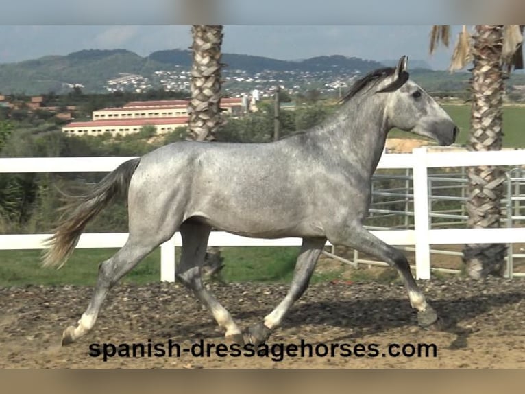 PRE Stallion 3 years 15,2 hh Gray in Barcelona