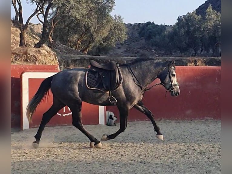 PRE Stallion 3 years 15,2 hh Gray in Granada