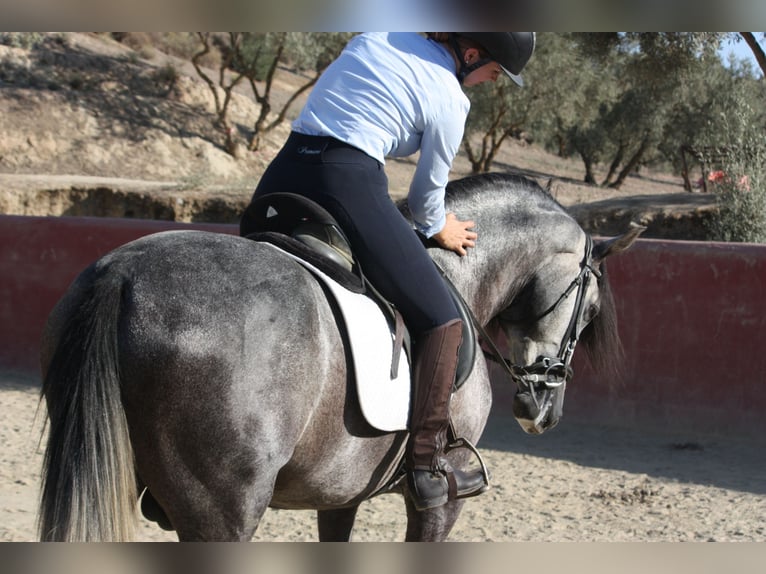 PRE Stallion 3 years 15,2 hh Gray in Granada