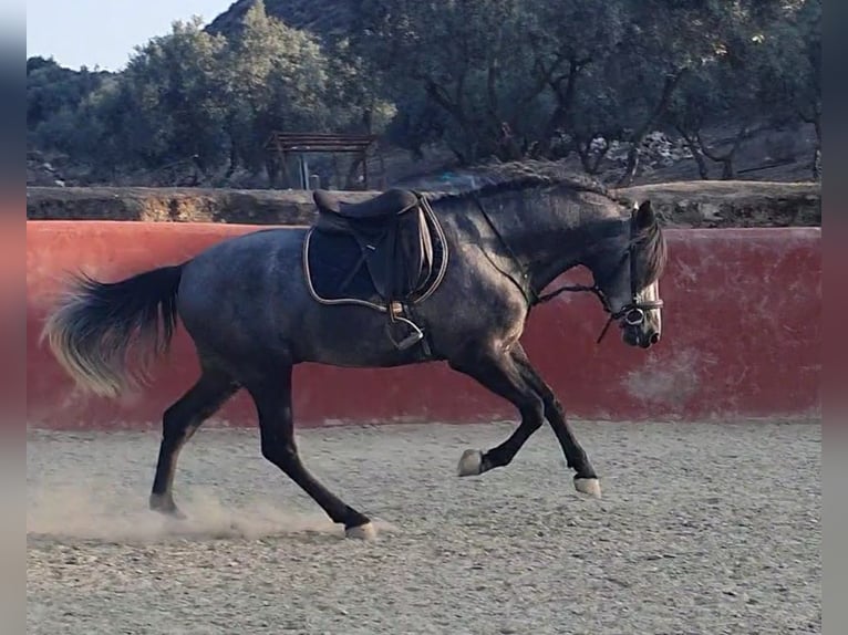 PRE Stallion 3 years 15,2 hh Gray in Granada