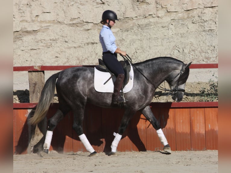 PRE Stallion 3 years 15,2 hh Gray in Granada
