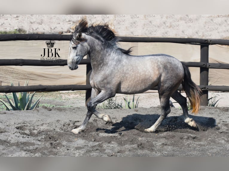 PRE Stallion 3 years 15,2 hh Gray in Tabernas Almeria