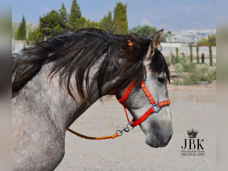 PRE Stallion 3 years 15,2 hh Gray in Tabernas Almeria