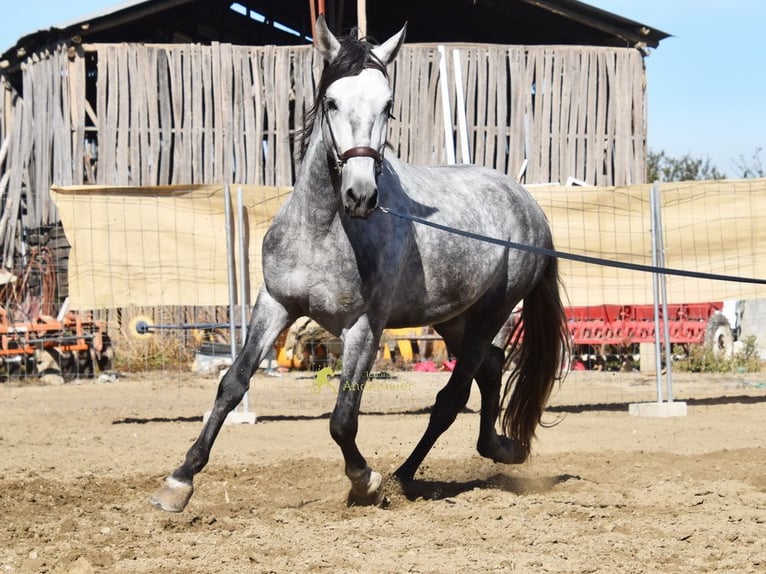 PRE Stallion 3 years 15.2 hh Grey in Provinz Granada