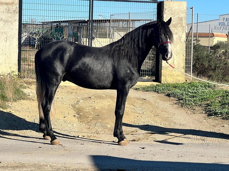 PRE Stallion 3 years 15.2 hh Grey-Dapple in Tabernas