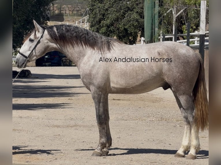 PRE Mix Stallion 3 years 15.2 hh Grey in Sevilla