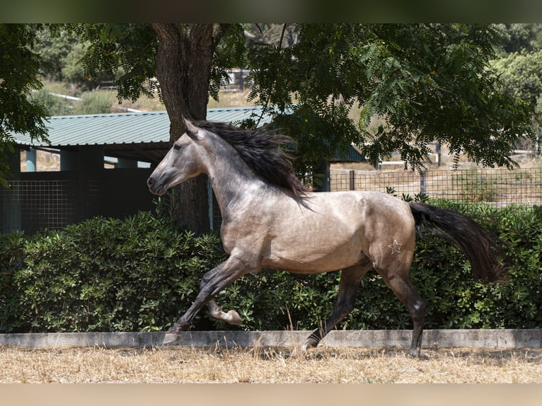PRE Mix Stallion 3 years 15.2 hh Grey in Los Barrios