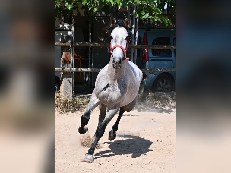 PRE Mix Stallion 3 years 15.2 hh Grey in Mallorca