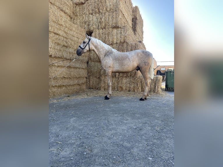 PRE Stallion 3 years 15,2 hh Palomino in Valderrubio