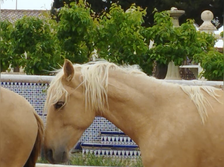 PRE Mix Stallion 3 years 15,2 hh Palomino in Alicante