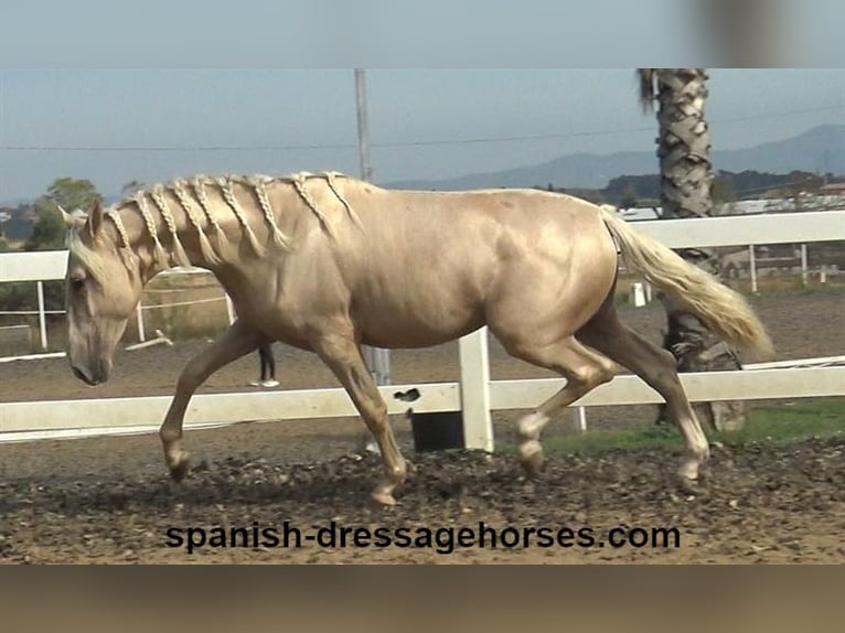 PRE Stallion 3 years 15,2 hh Palomino in Barcelona