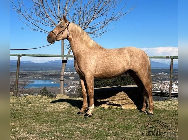 PRE Stallion 3 years 15,2 hh Palomino in Girona