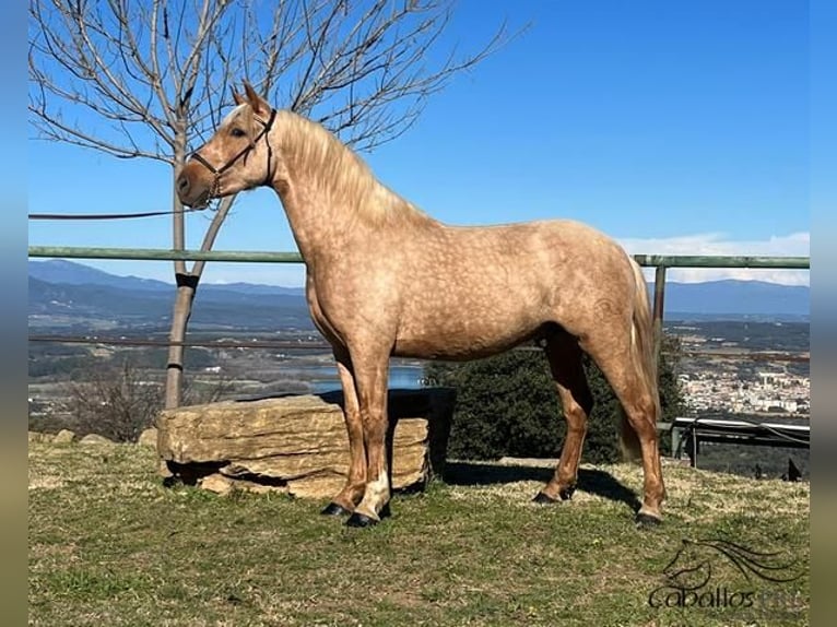 PRE Stallion 3 years 15,2 hh Palomino in Girona