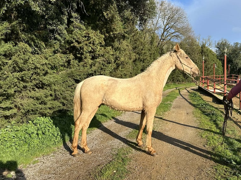 PRE Mix Stallion 3 years 15.2 hh Palomino in Galaroza (Huelva)