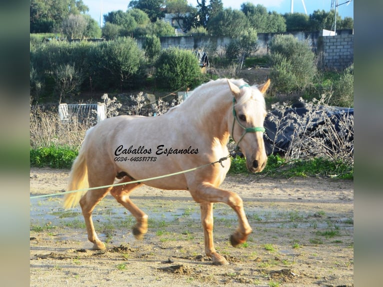 PRE Mix Stallion 3 years 15.2 hh Palomino in Vejer de la Frontera