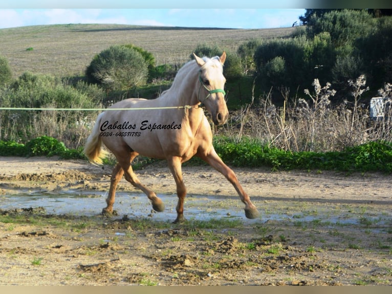 PRE Mix Stallion 3 years 15.2 hh Palomino in Vejer de la Frontera
