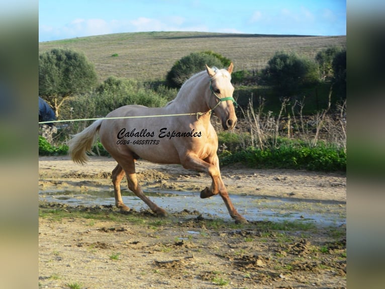 PRE Mix Stallion 3 years 15.2 hh Palomino in Vejer de la Frontera