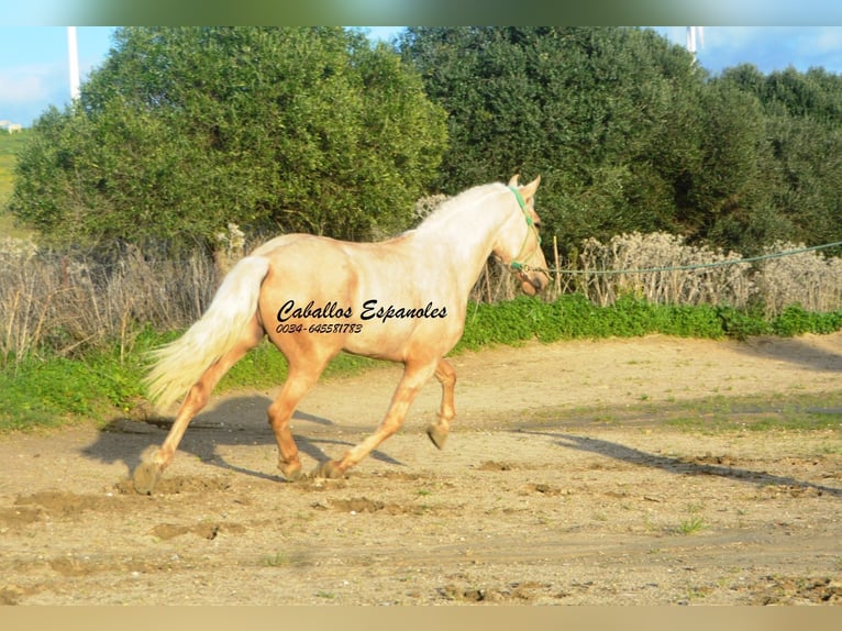 PRE Mix Stallion 3 years 15.2 hh Palomino in Vejer de la Frontera