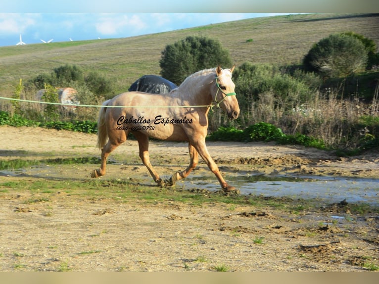 PRE Mix Stallion 3 years 15.2 hh Palomino in Vejer de la Frontera