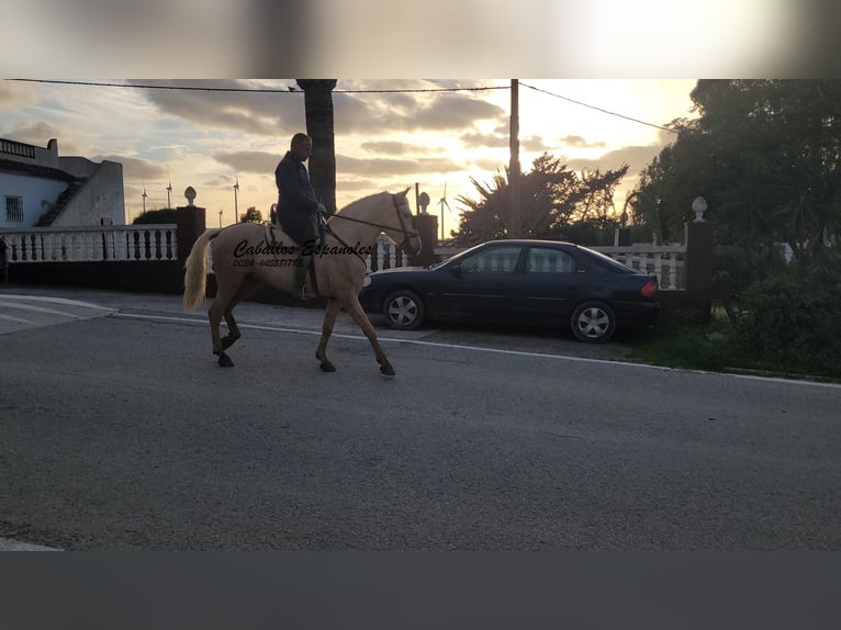 PRE Mix Stallion 3 years 15.2 hh Palomino in Vejer de la Frontera