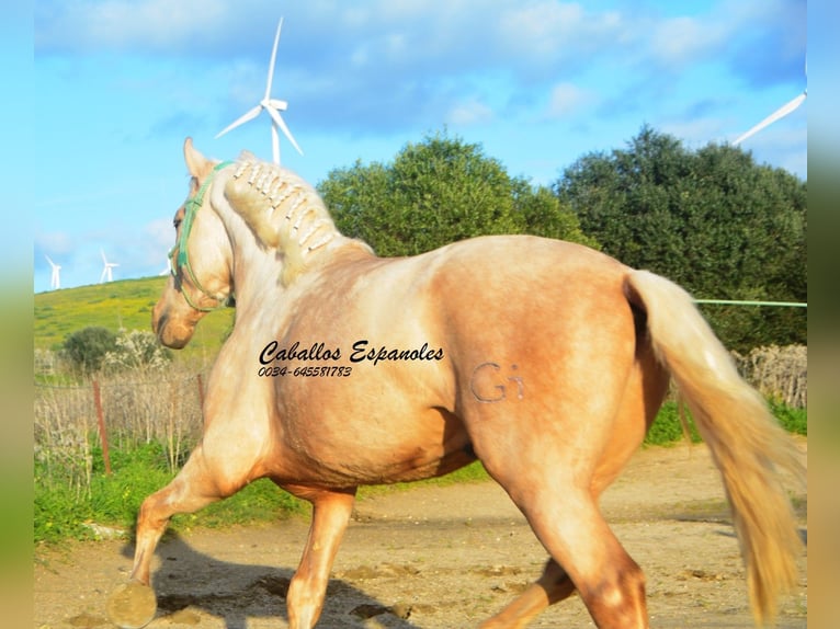 PRE Mix Stallion 3 years 15.2 hh Palomino in Vejer de la Frontera