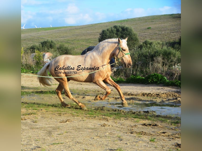 PRE Mix Stallion 3 years 15.2 hh Palomino in Vejer de la Frontera