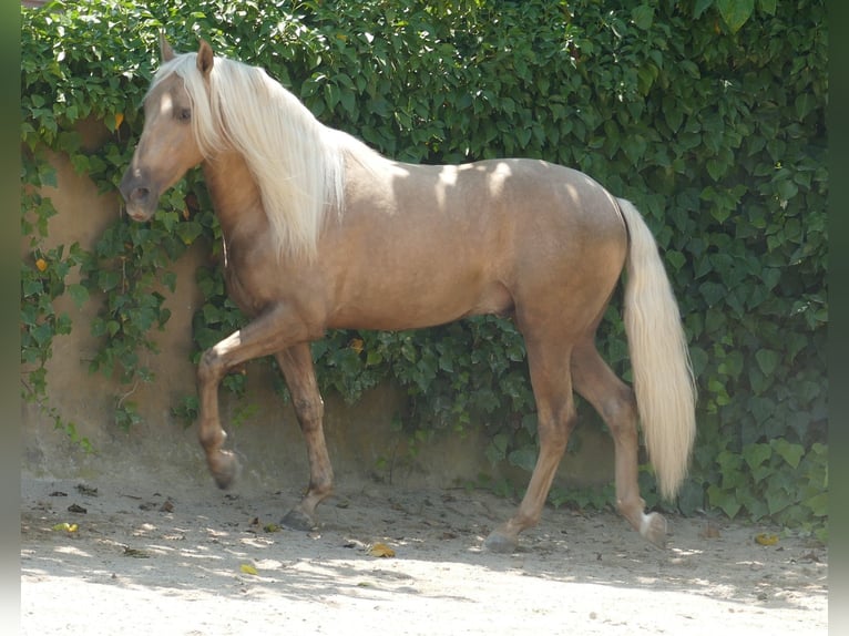 PRE Mix Stallion 3 years 15,2 hh Palomino in Granollers