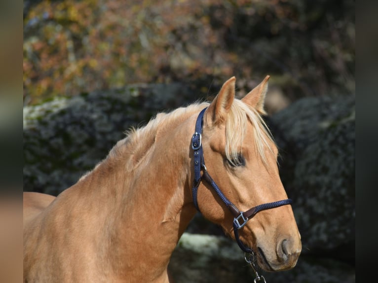 PRE Stallion 3 years 15.2 hh Palomino in El Real De La Jara