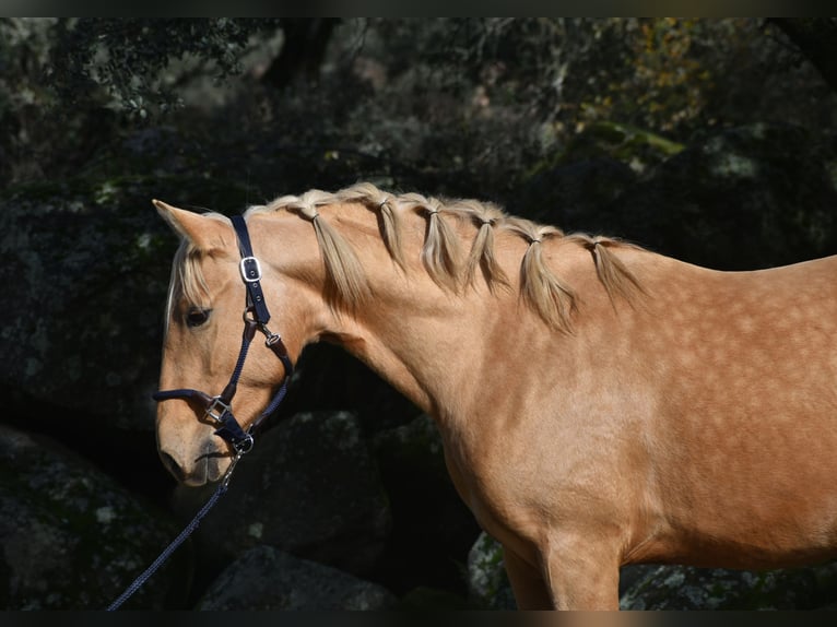 PRE Stallion 3 years 15.2 hh Palomino in El Real De La Jara