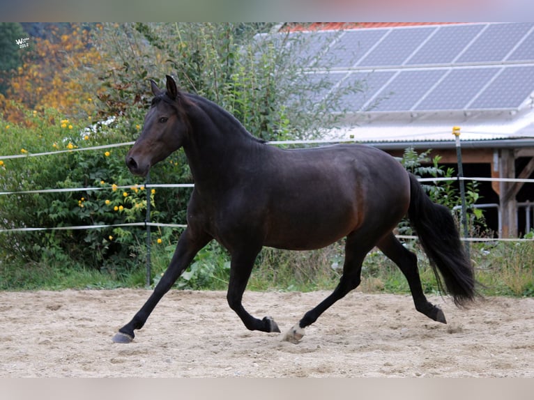PRE Mix Stallion 3 years 15.2 hh Palomino in Gottfrieding