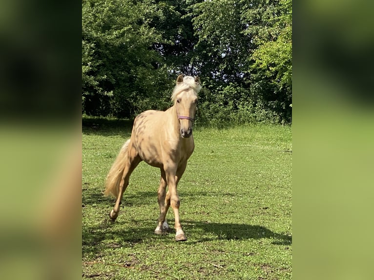 PRE Mix Stallion 3 years 15.2 hh Palomino in Gottfrieding