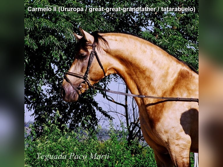 PRE Stallion 3 years 15,2 hh Pearl in Provinz Cordoba