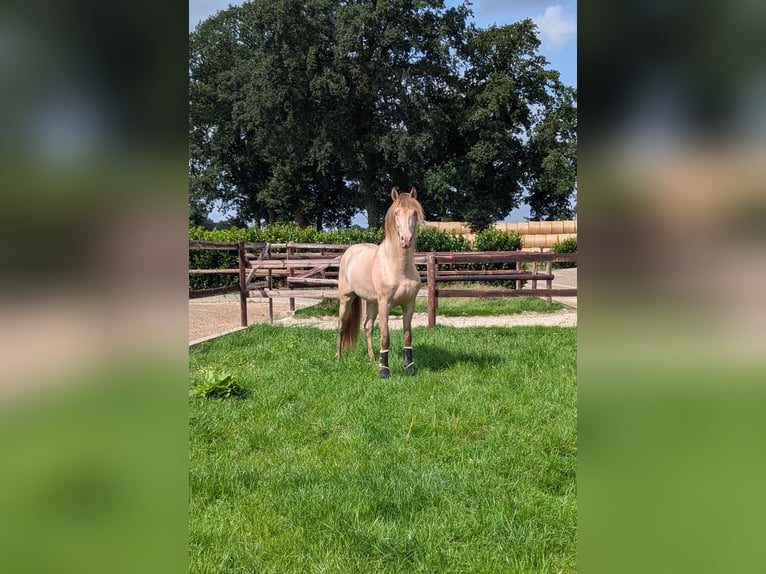 PRE Stallion 3 years 15,2 hh Pearl in Twistringen